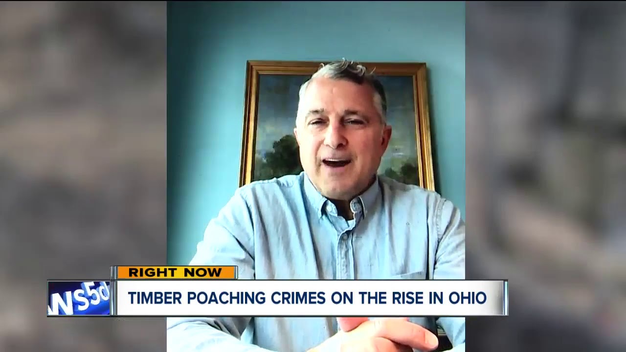 Wood poaching is a thing and state officials say it's on the rise