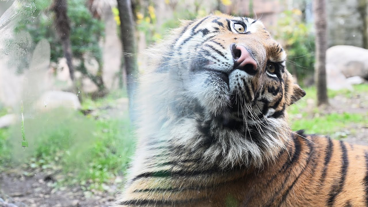 スマトラトラ「アオ」お別れ会　仙台・八木山動物公園
