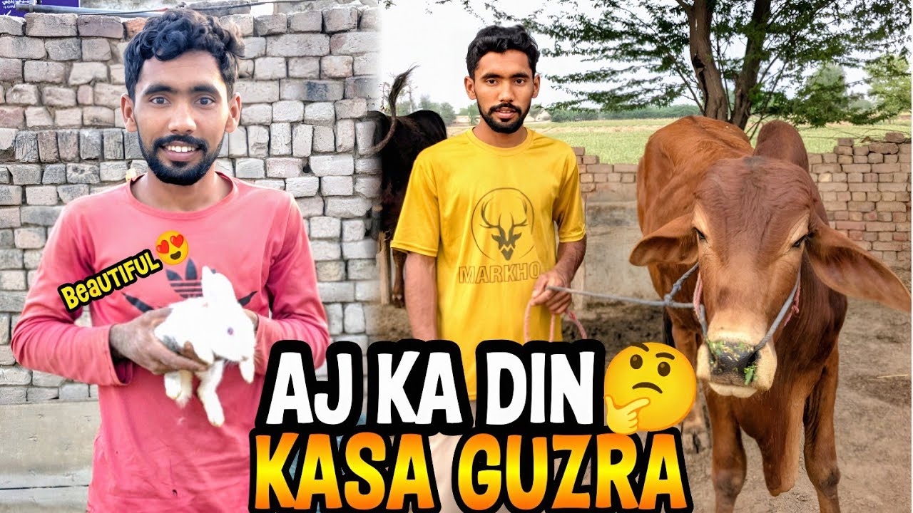Aj Ka Din  Kasa Guzra 😯 Village life Vlog | بیل اور خرگوش کے ساتھ ولوگ 🤗