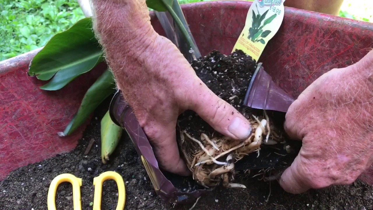repotting a BIRD OF PARADISE plant (give it the best chance of survival)