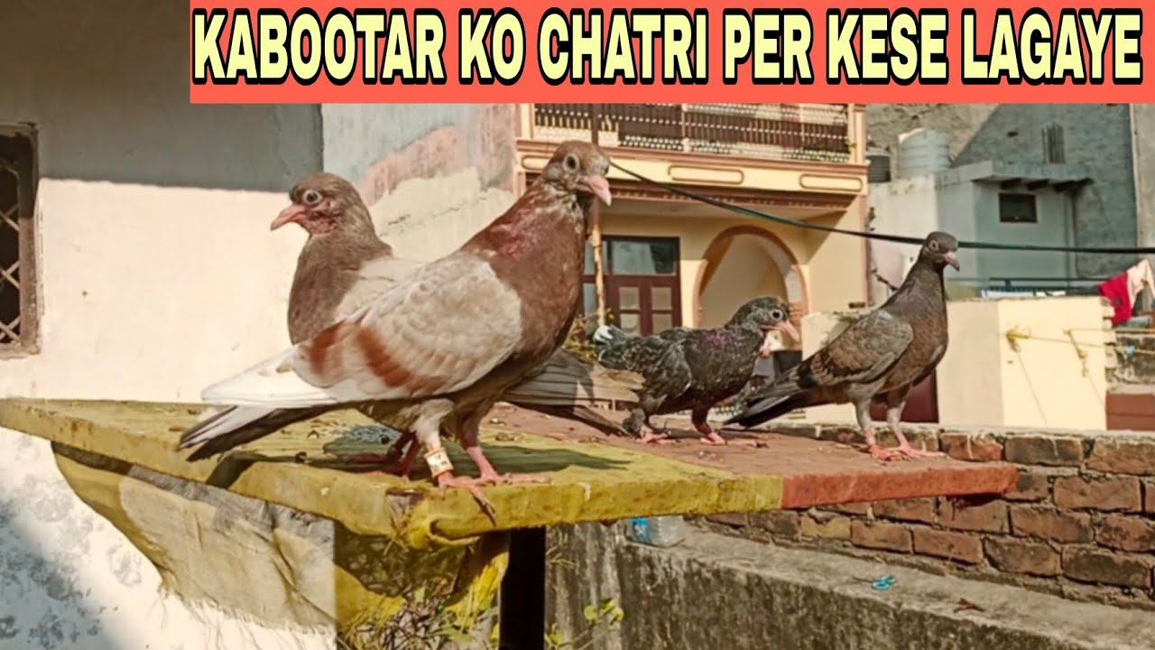 Kabootar ko chatri per kese lagaye, Kabutar Ko chatri per lagane ka tarika || @AkashDhoundiyal-u1b 