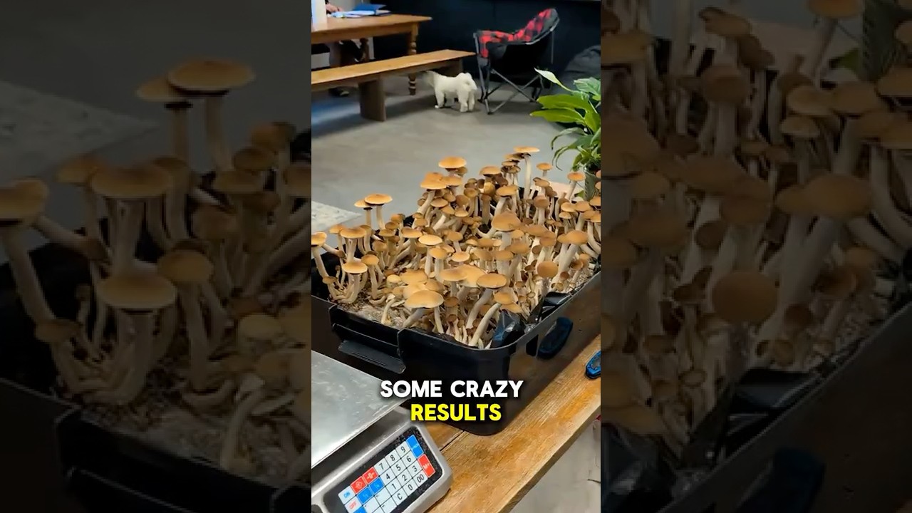 How Many Mushrooms can you Grow in a Monotub? | Monotub Tips