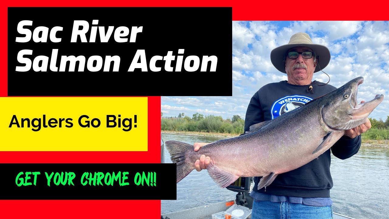 River Salmon Report: Oct  7