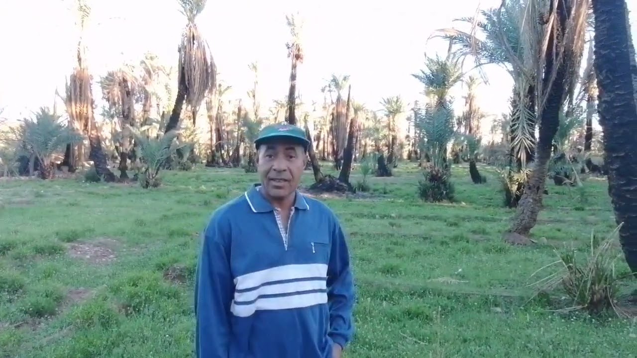 جولة في واحة ألوكوم بإقليم طاطا وخاص الجزء الذي نشب فيه الحريق العام الماضي اليوم 15-03-2023