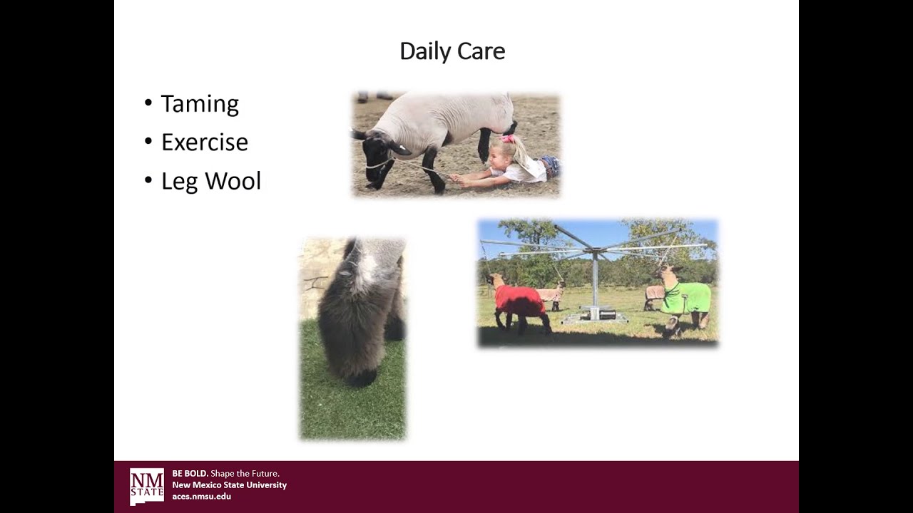 Show Lamb Care