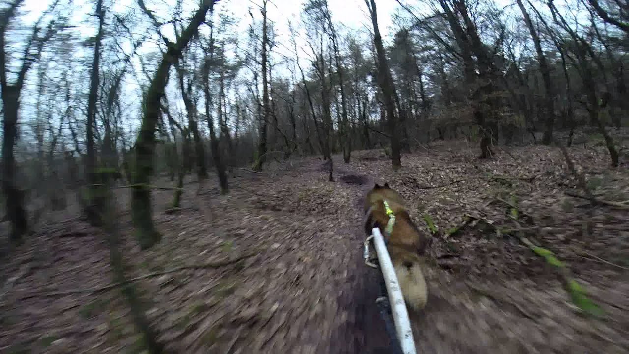 Bike joring avec rexou berger belge tervueren