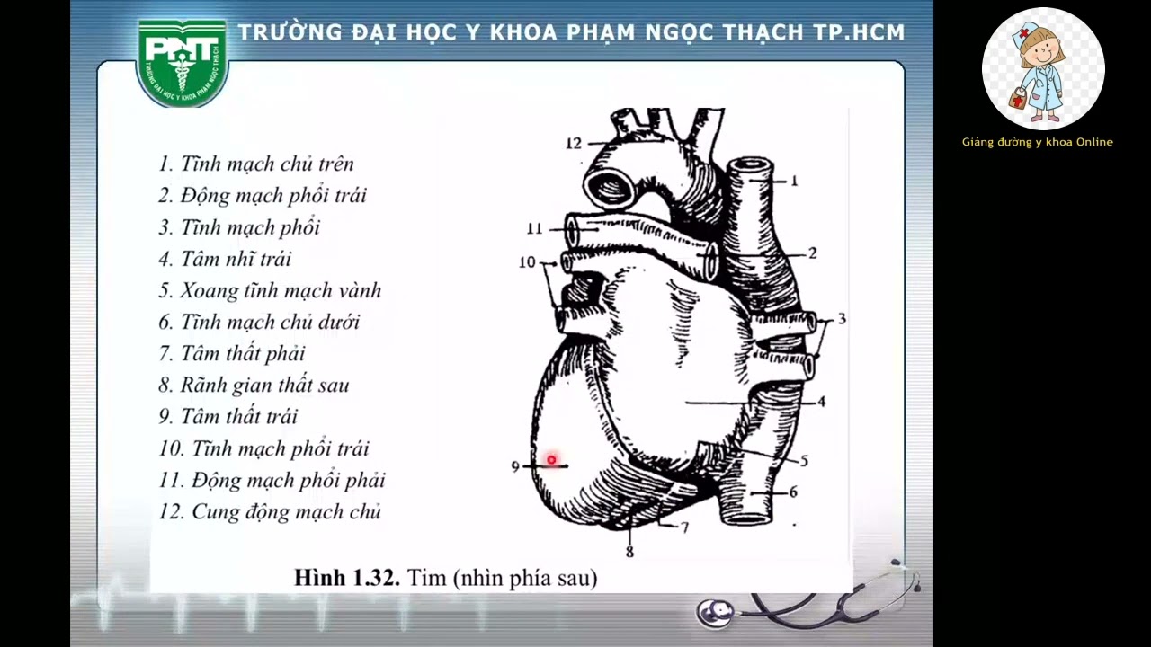 CHẨN ĐOÁN HÌNH ẢNH X QUANG HỆ TIM MẠCH