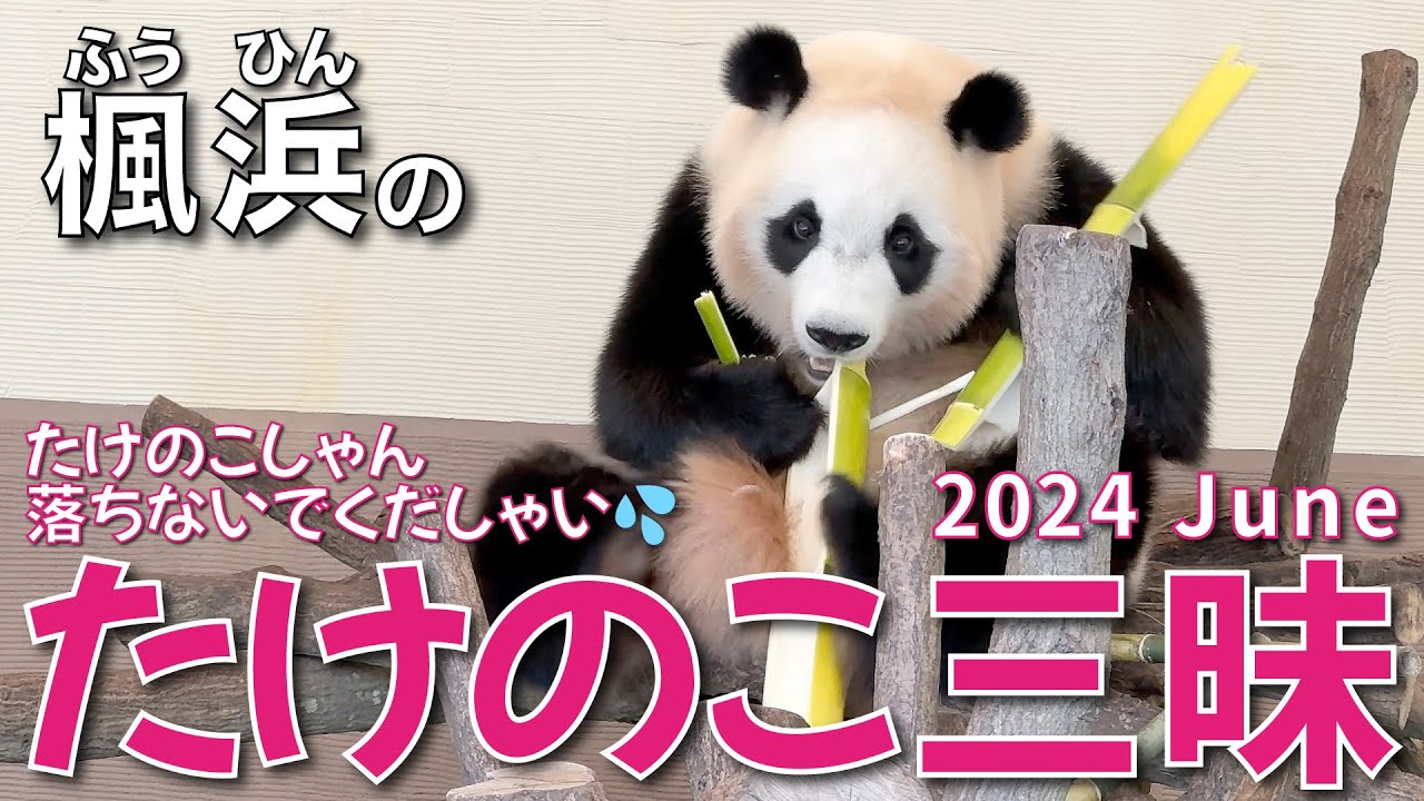 【楓浜（ふうひん）】落ちかけた若竹を尻尾と足で挟む技🤣楓浜🍁のたけのこ三昧