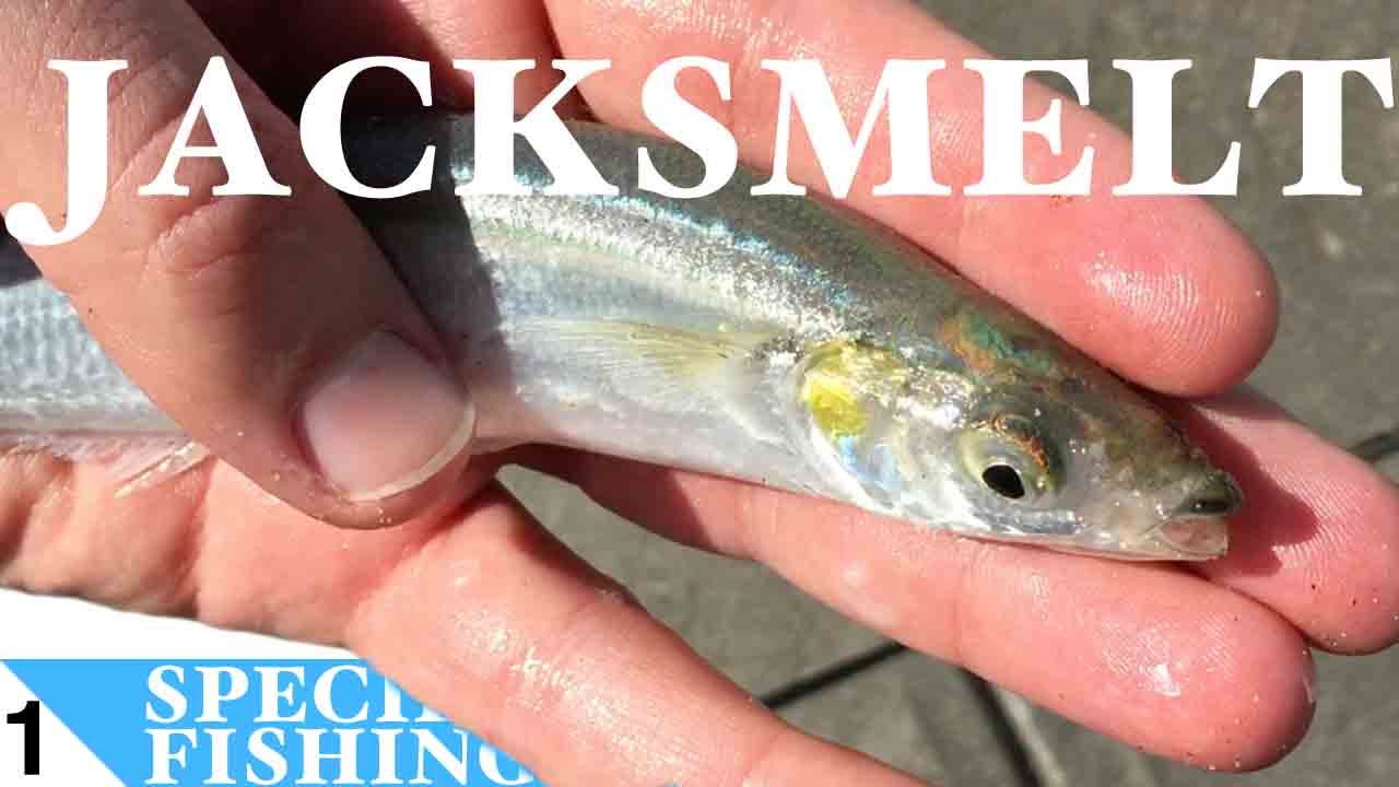 Jacksmelt #1 Sabiki Fishing at Manhattan Beach Pier California - Species Fishing