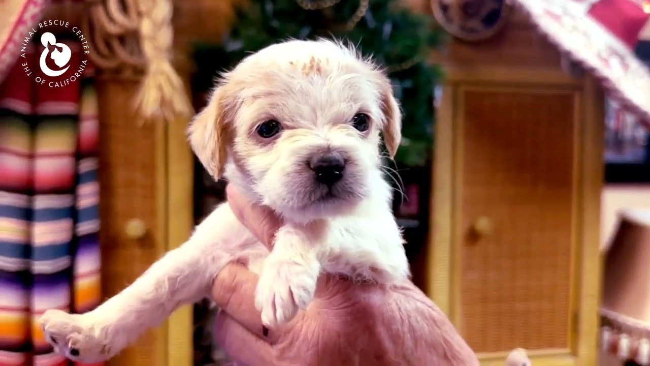 Cocker Spaniel Mix Puppies' Mother Killed by Coyotes