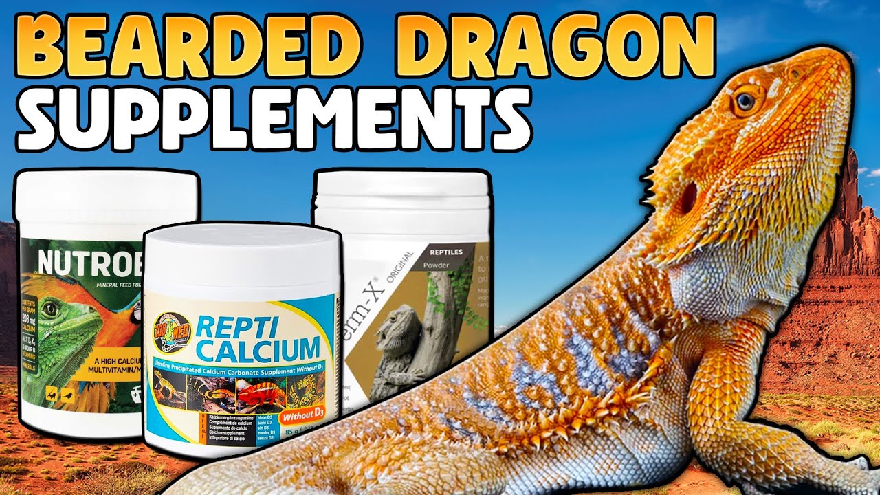 Bearded Dragon Calcium Guide - Supplement Schedule