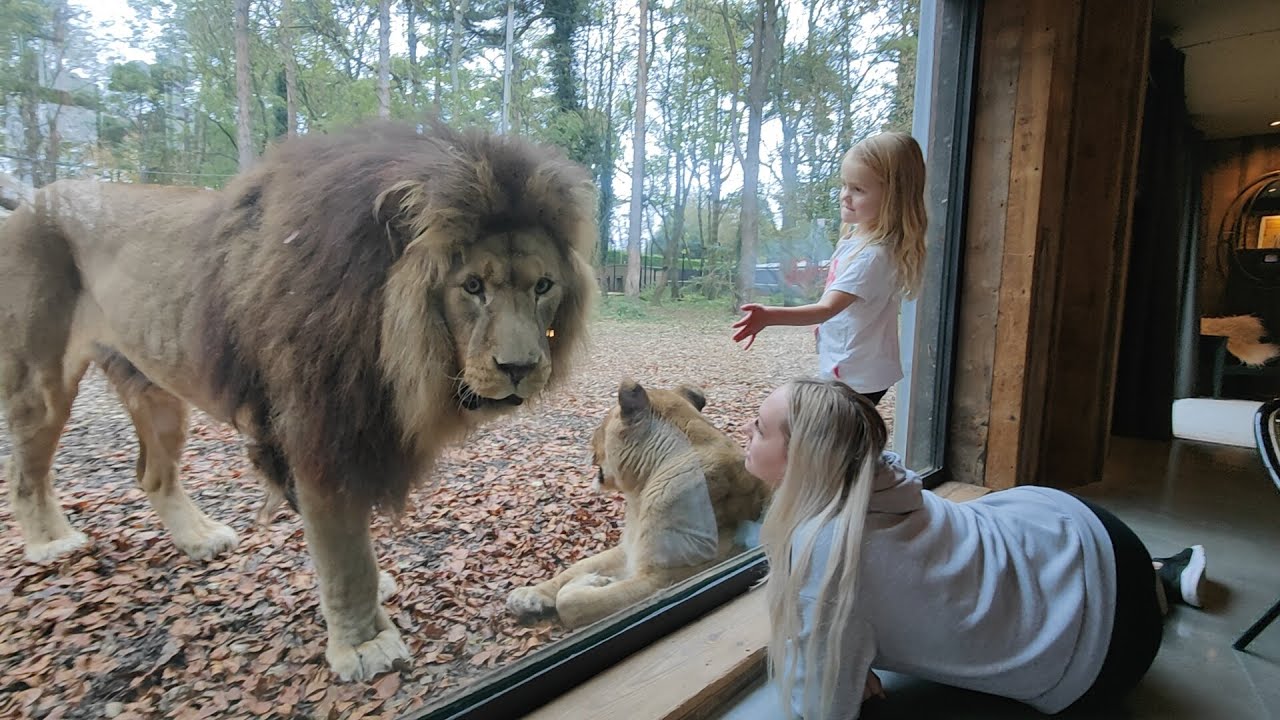 Port Lympne Lion Lodge Stay 2021