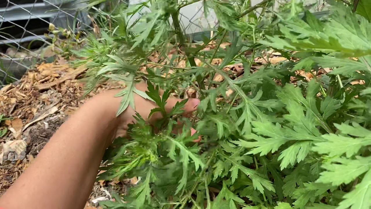 Why we grow mugwort