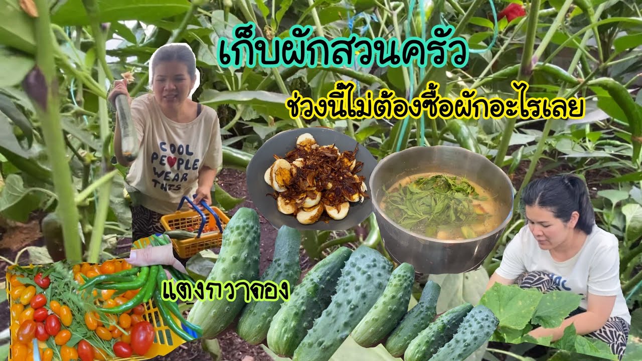 เข้าสวนเก็บผักทำกับข้าว ผักปีนี้งามมาก เมนูแกงเห็ดและไข่ลูกเขย