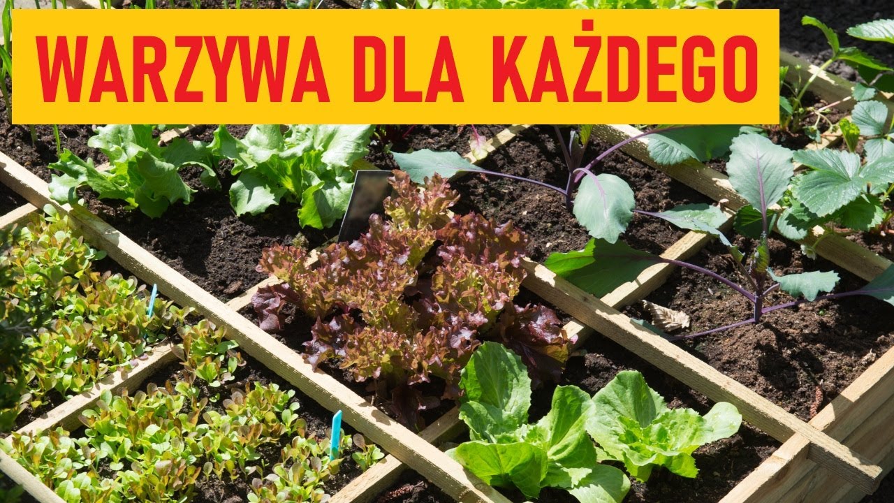 Warzywa łatwe uprawie. Szybko urosną choćby w doniczce!