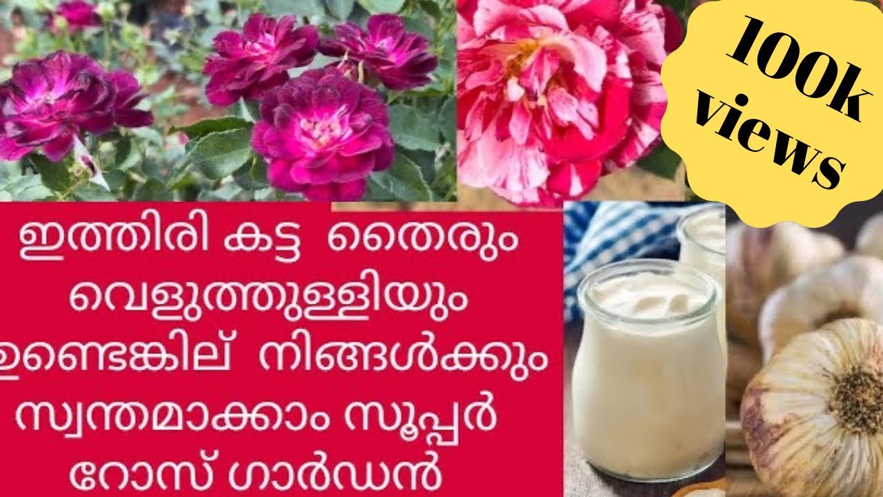 ഇച്ചിരി കട്ട തൈരും പിന്നെ ഇതും ഉണ്ടെങ്കില് അമേസിങ്  ആയൊരു  റോസ്  ഗാർഡൻ നിങ്ങൾക്കും ഉണ്ടാക്കാം