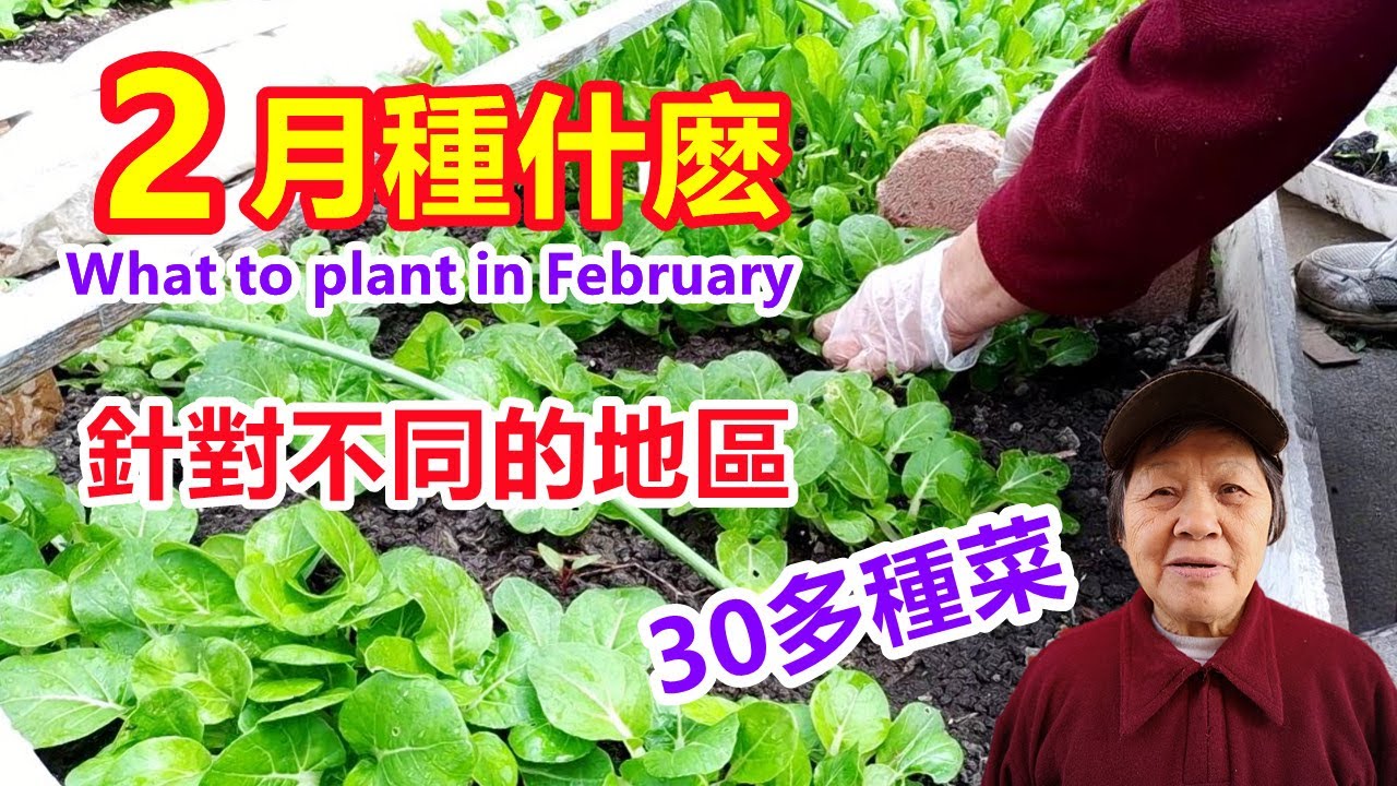 2月種什麼？針對不同的地區，看看你家適合種什麼菜\Mars Hydro