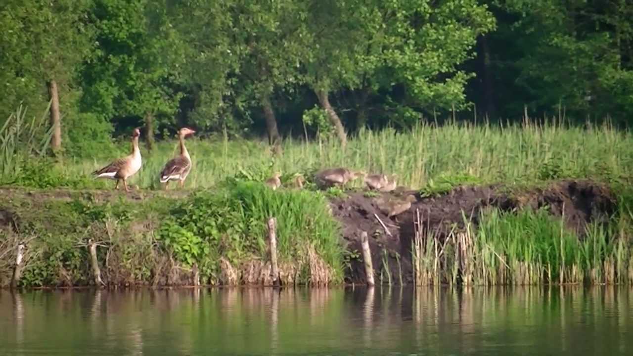Gęś gęgawa(Anser anser) z potomstwem