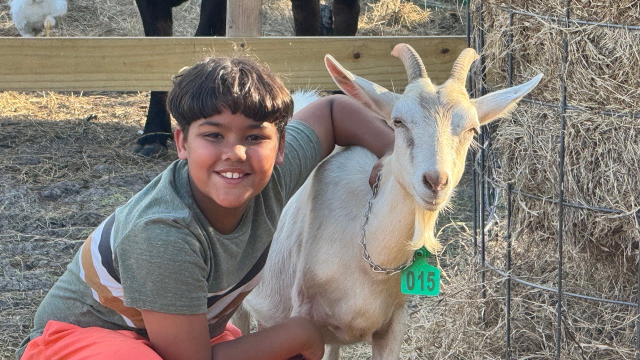 It's the first Day that Isaac takes Milk out of the goat.🐐 