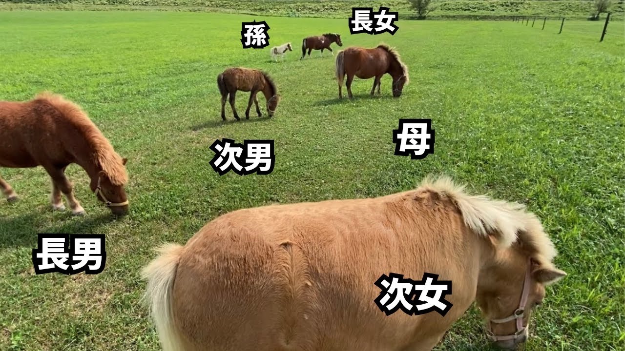 初めて会う兄妹たちの反応