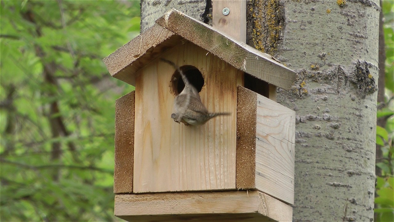 Wren builds nest in bird house