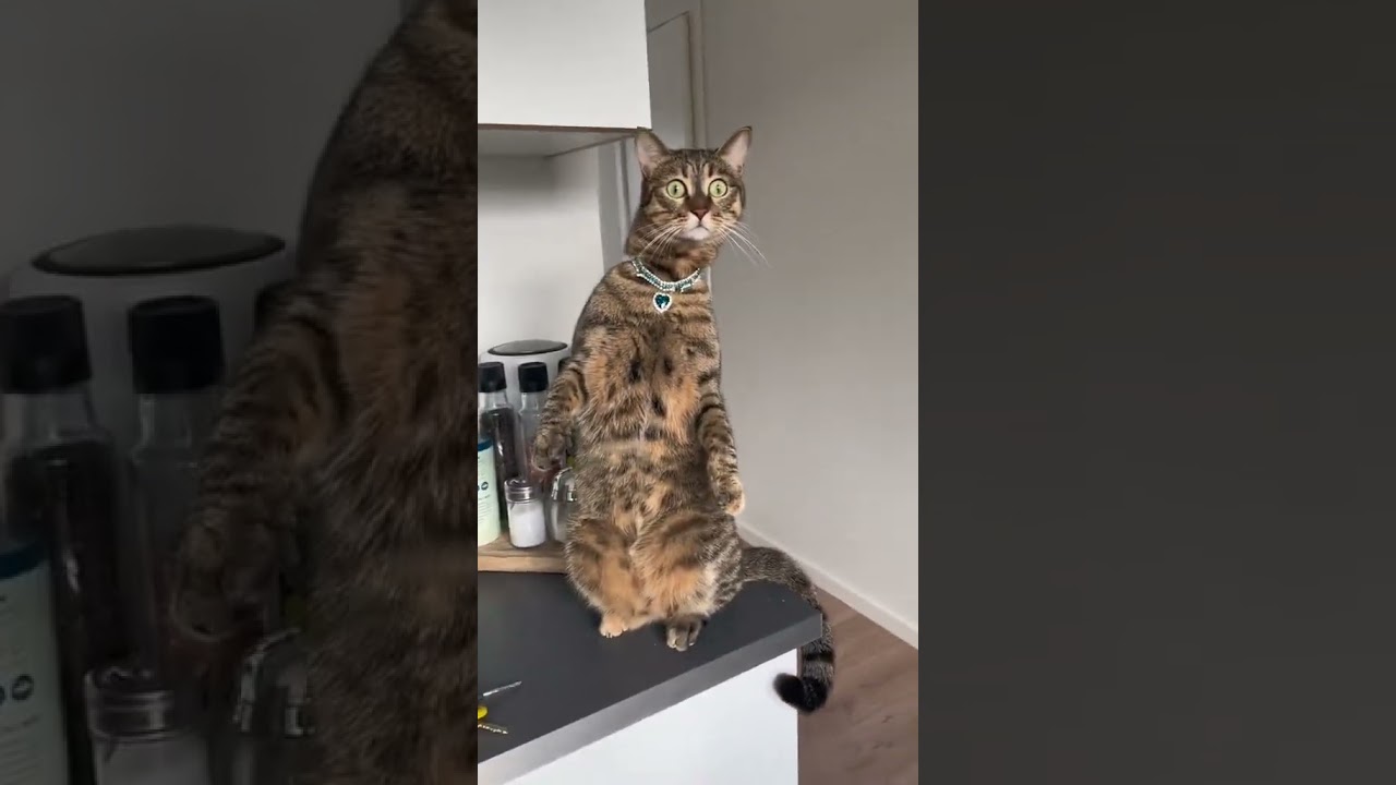 Kucing kepo lihat janda montok #cat #kucinglucuiimut #funny #cute #catcomedy