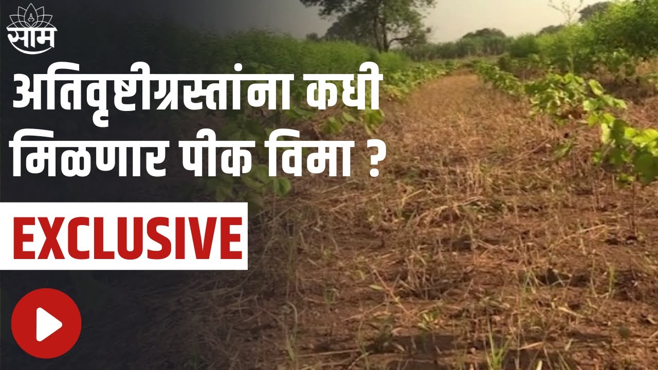 Yavatmal Exclusive : अतिवृष्टीग्रस्तांना कधी मिळणार पीक विमा ?; शेतकऱ्यांचा सवाल ?