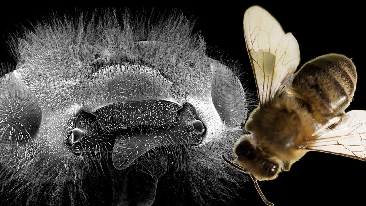 Micro-Science: The Honey Bee | The Travel Edit