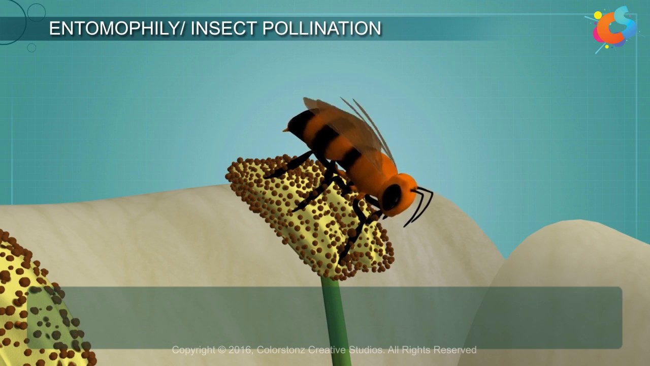 Entomophily