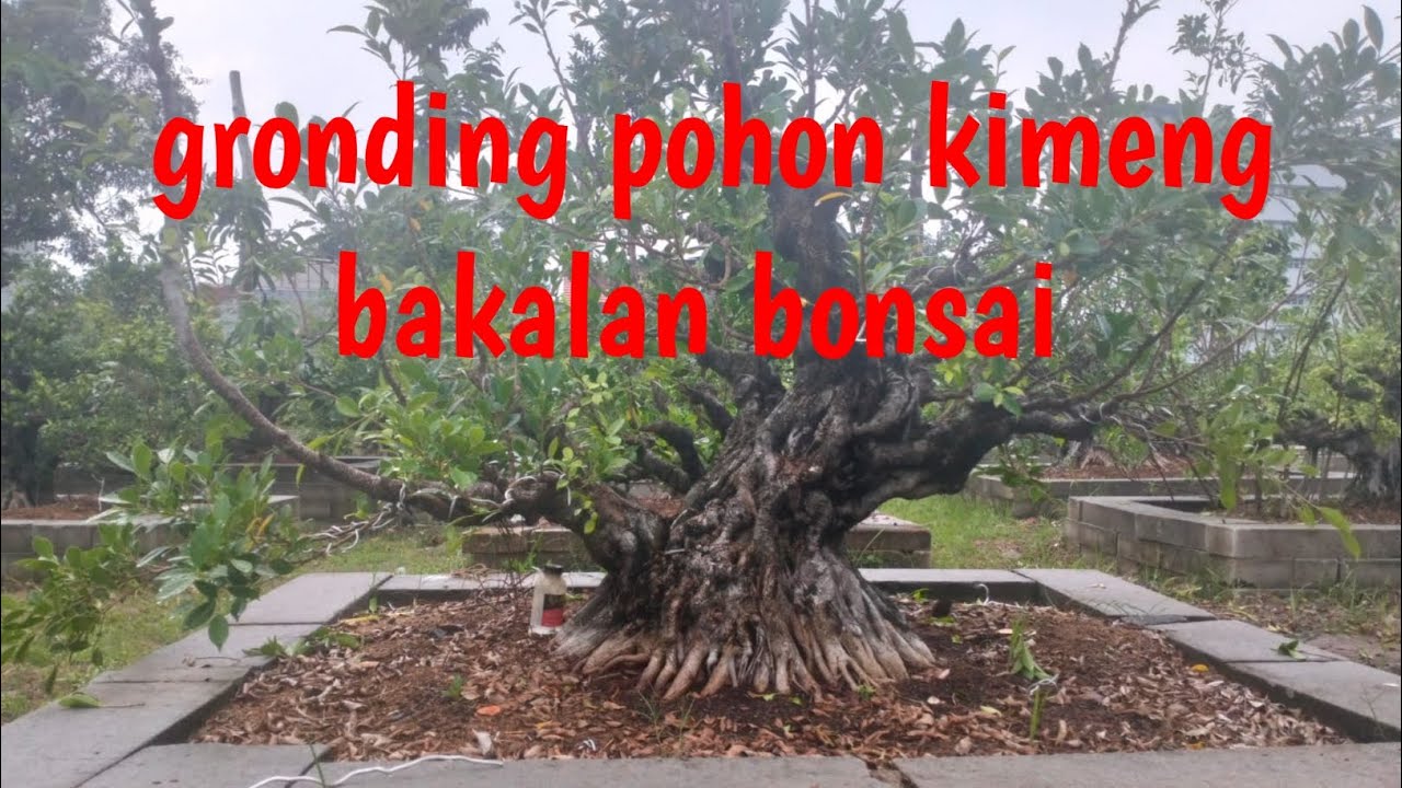 Gronding pohon kimeng bakalan bonsai 