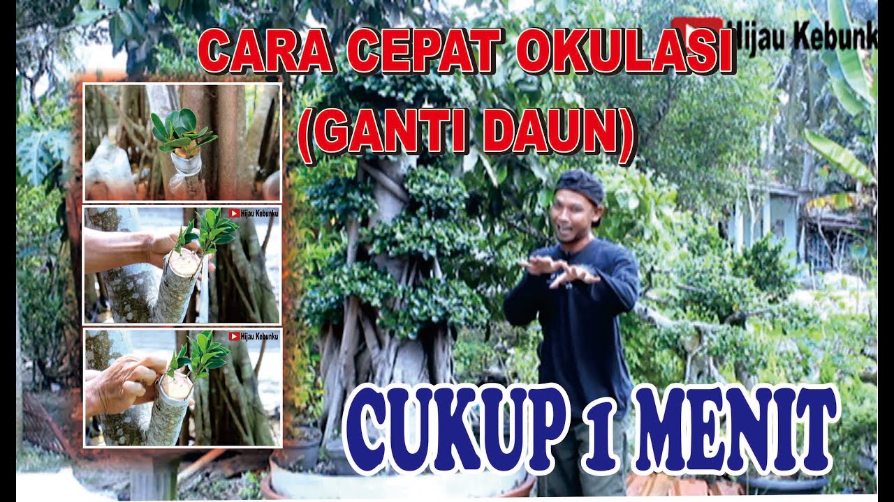 Cara cepat ganti daun | OKULASI