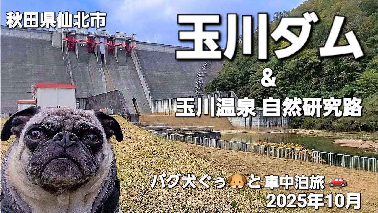 パグ犬ぐぅ🐶と車中泊旅 🚗 2025年10月 秋田県仙北市「玉川ダム」「玉川自然研究路」