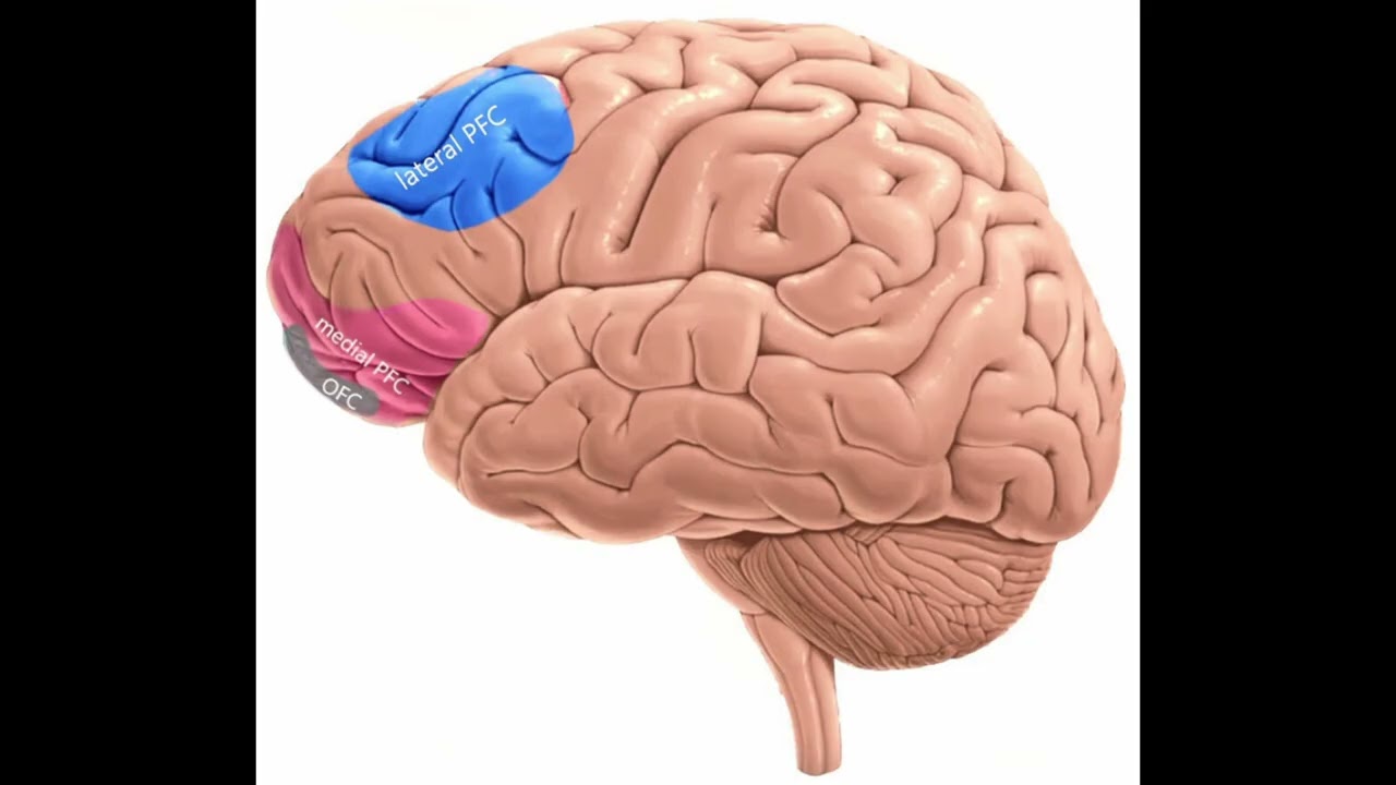Value Reward Calculation Neuroscience