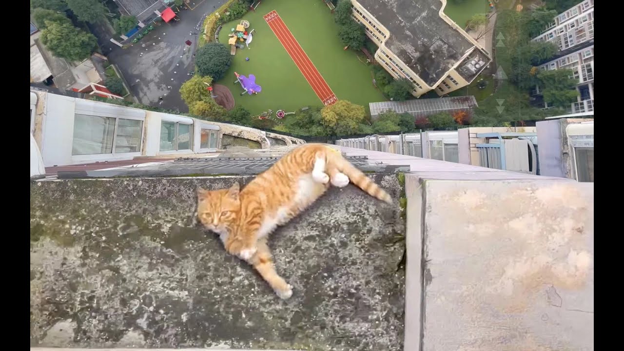 【和貓住】小橘猫24楼外墙打滚撒娇，你是不要命了吗？