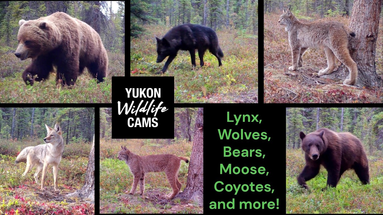 Amazing wildlife from the boreal forest