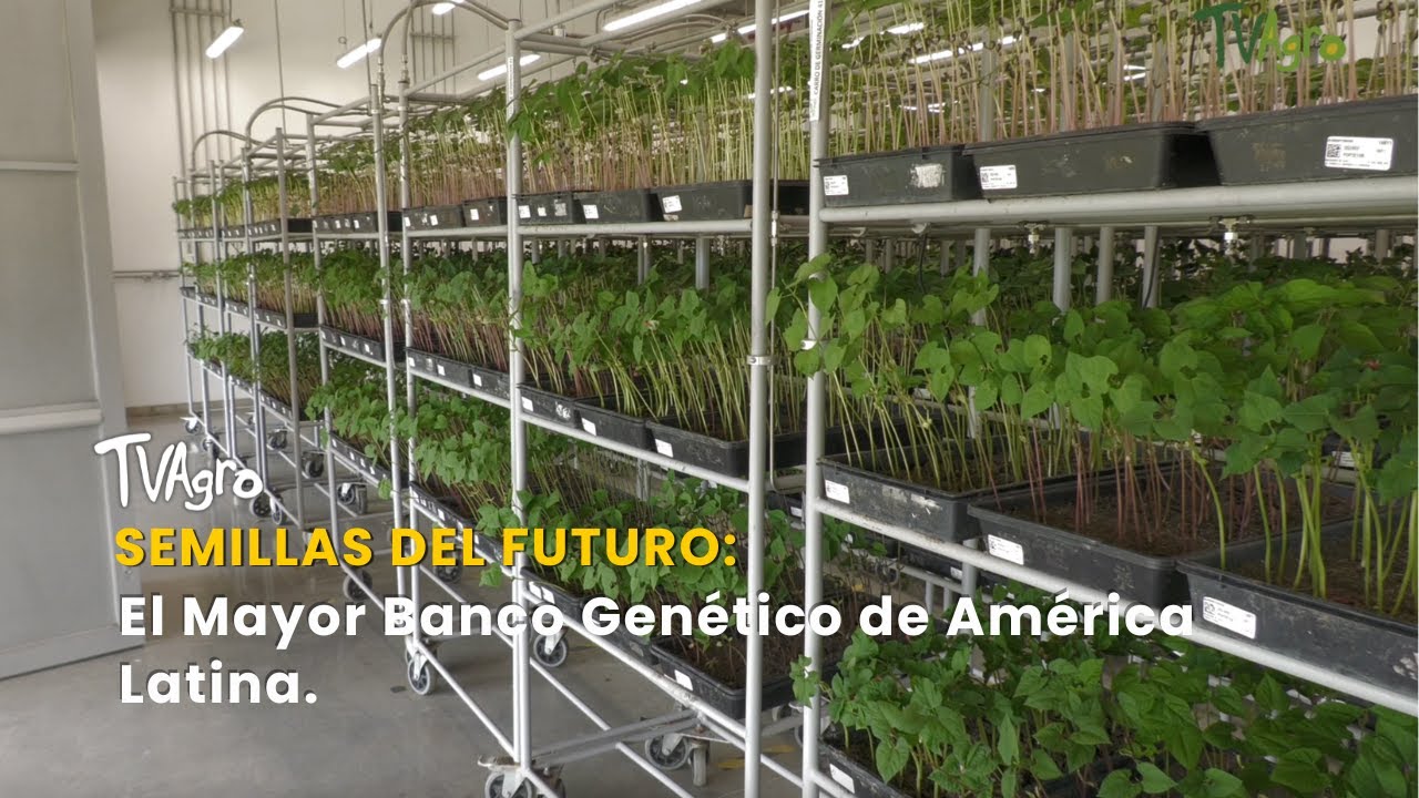 Semillas del Futuro: El Mayor Banco Genético de América Latina - TvAgro por Juan Gonzalo Angel