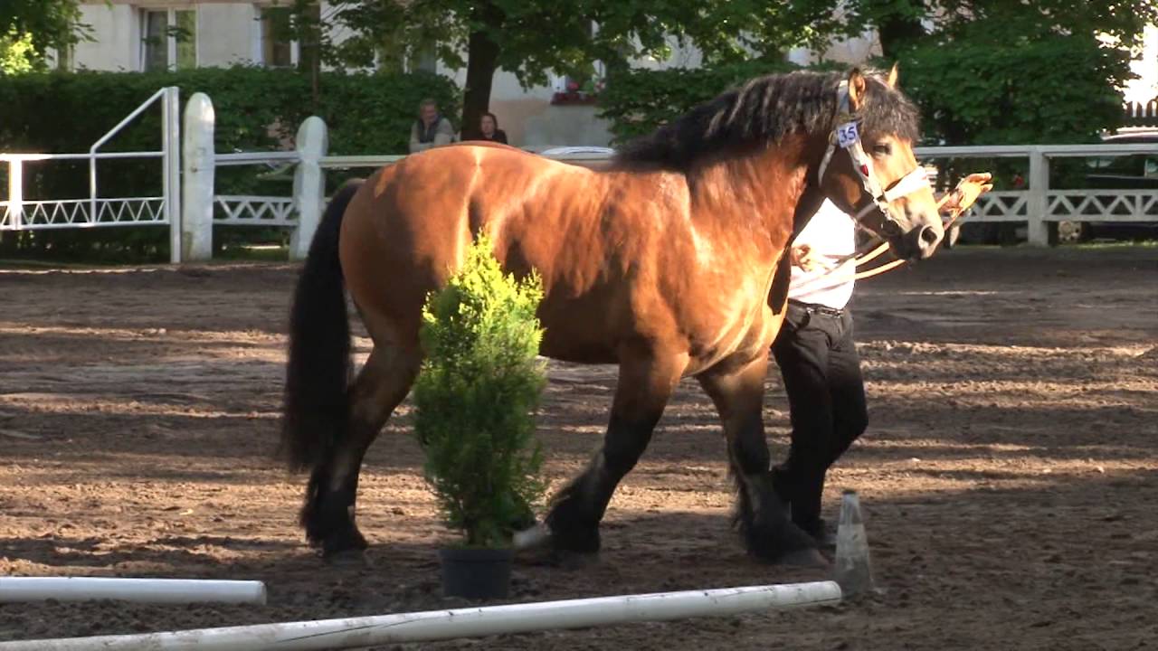 International Ardennes Horses Championship -3 year and older stallions