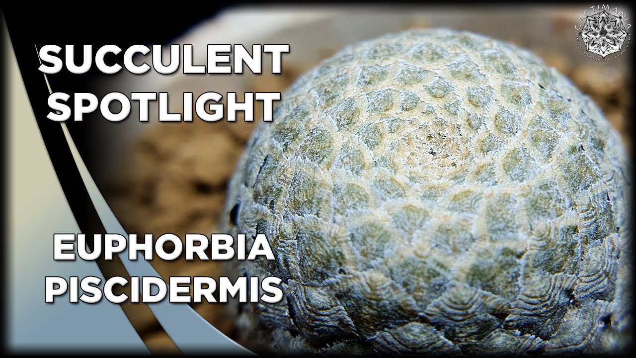 Succulent Spotlight - Euphorbia Piscidermis | #Cactus & #Succulent Collection