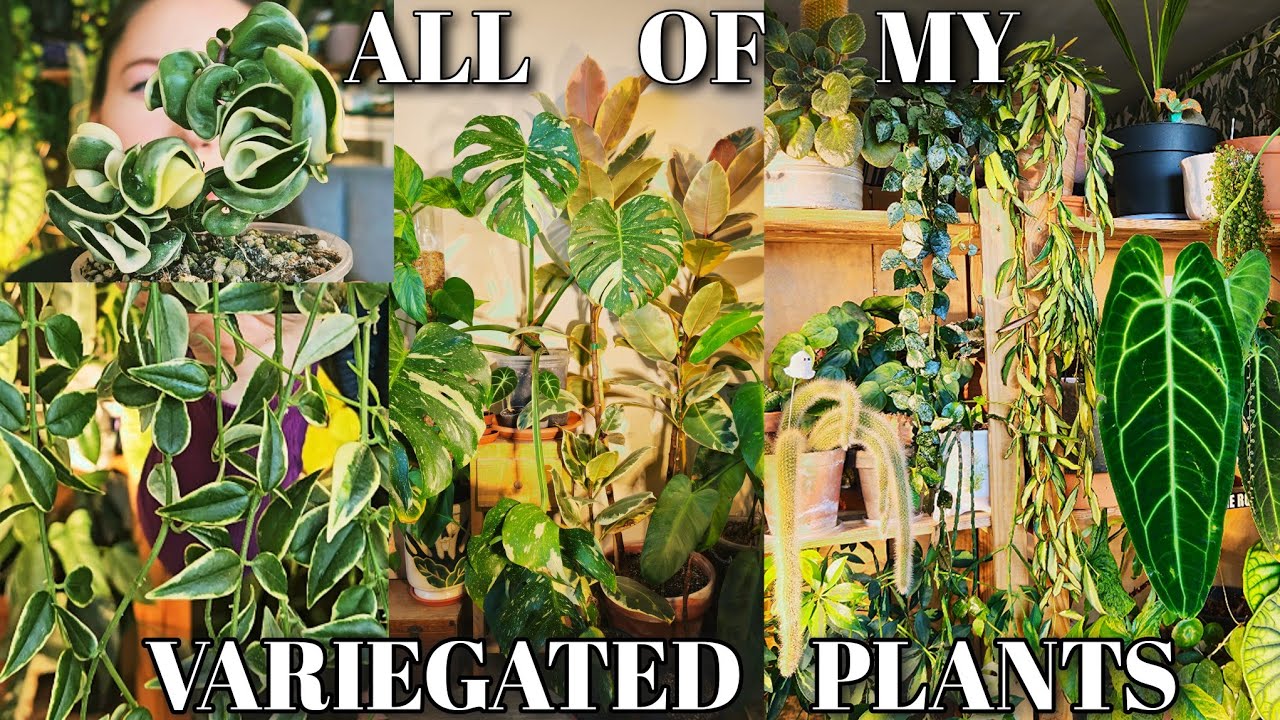 My variegated houseplants collection 🤍💚 + walk through