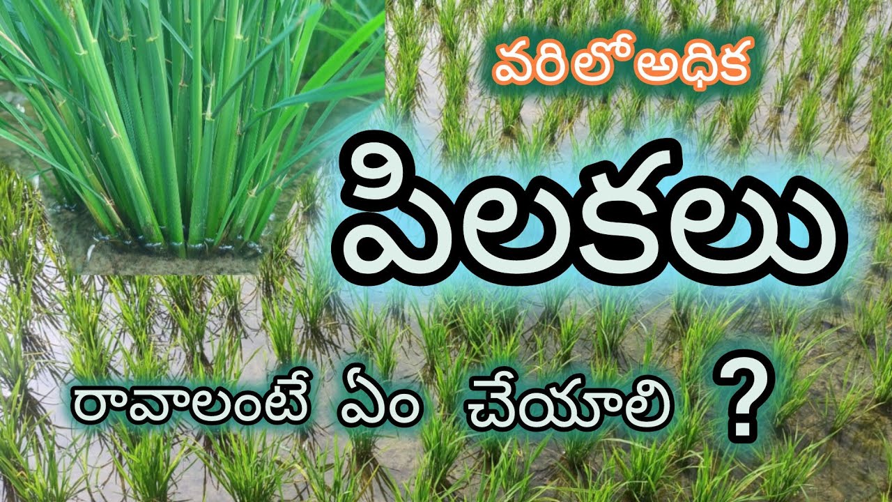 varilo  pilakalu | వరిలో అధిక పిలకలు రావాలంటే ఏం చేయాలి ?  | రైతు సేద్యం | Rythu Sedyam