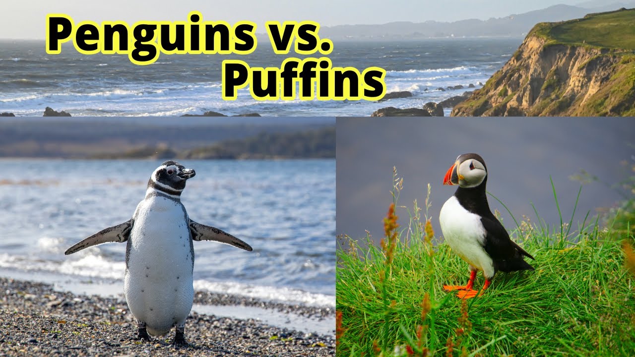 Penguins vs. Puffins: How to Distinguish Them???