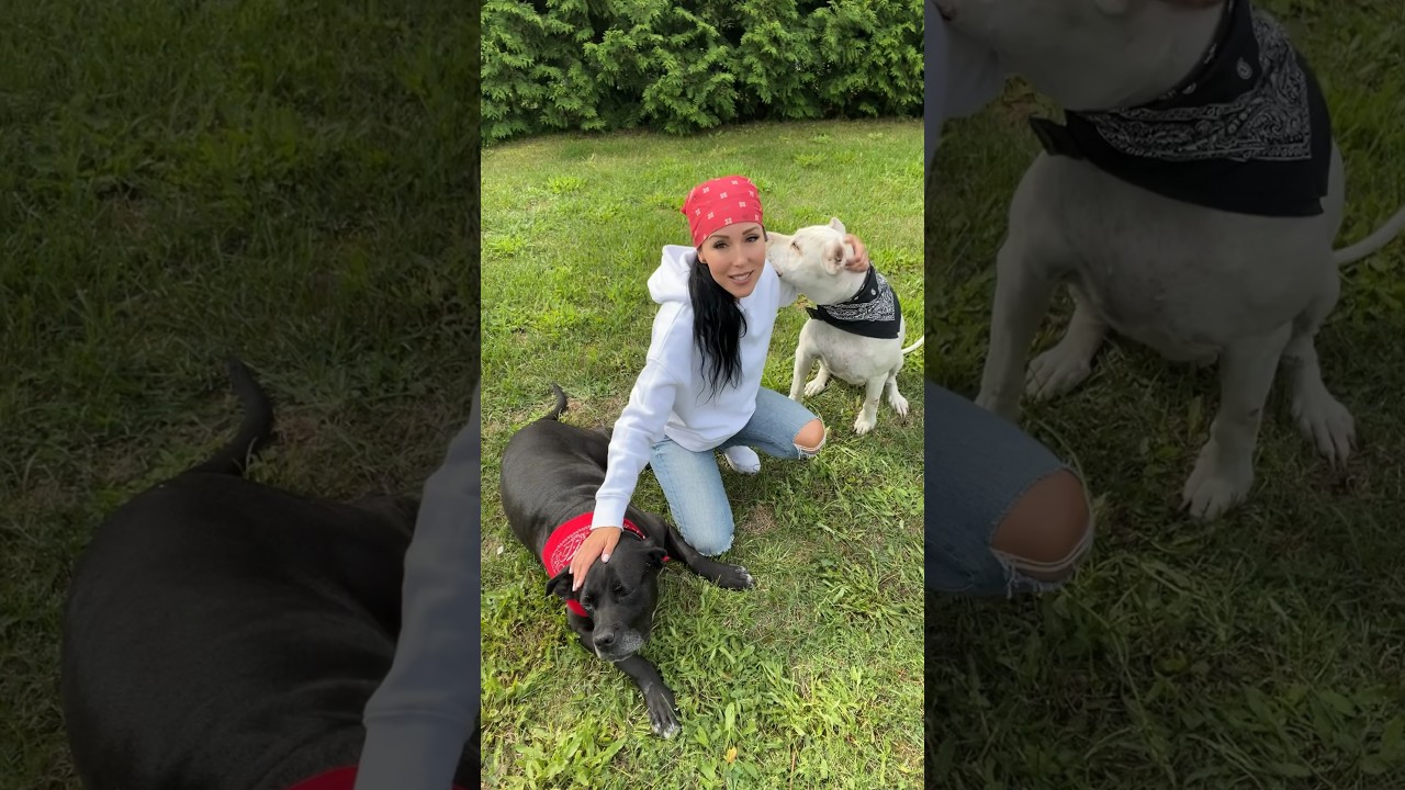 JEST AKCJA! 📢♥️🐕🐩 🔛 https://mypetstoryapp.com