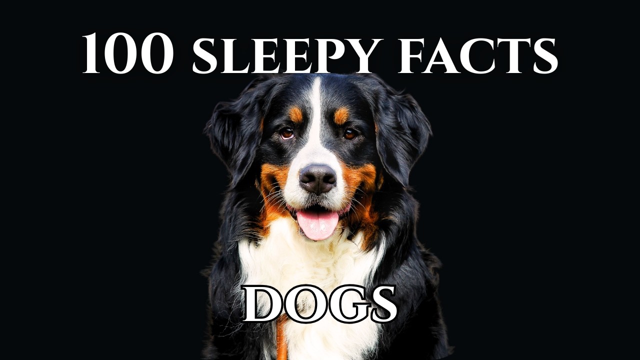 100 Shocking Dog Facts You Didn&rsquo;t Know &mdash; Fall Asleep To Science