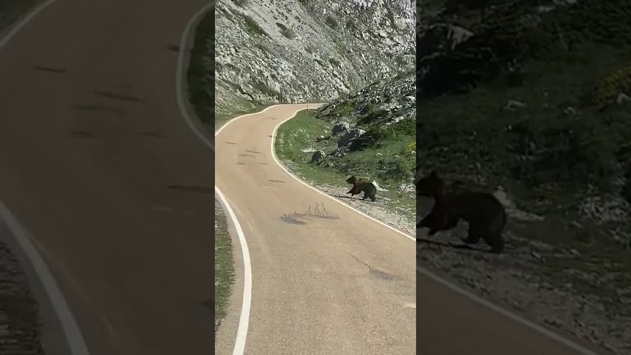 Una osa y su cría, en la Montaña Palentina