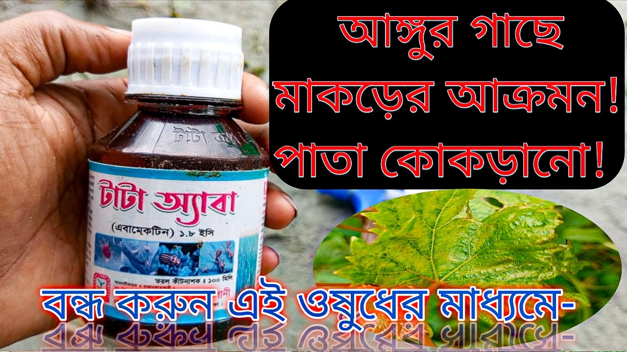 আঙ্গুর গাছে মাকড় ও পাতা কোকড়ানো রোধে এবামেকটিন ব্যবহারের সঠিক নিয়ম | How to Use Abamectin to C...