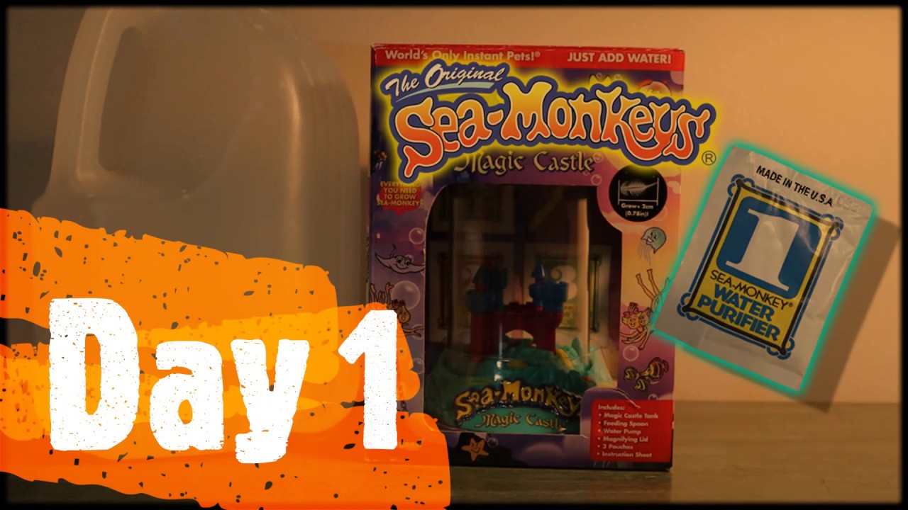 Sea-Monkeys Magic Castle Day 1!
