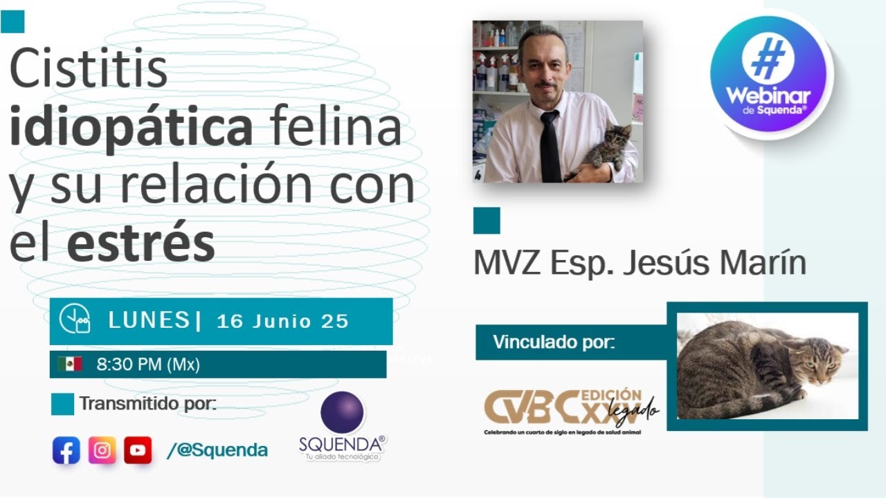 Cistitis idiopática felina y su relación con el estrés - MVZ Esp. Jesús Marín
