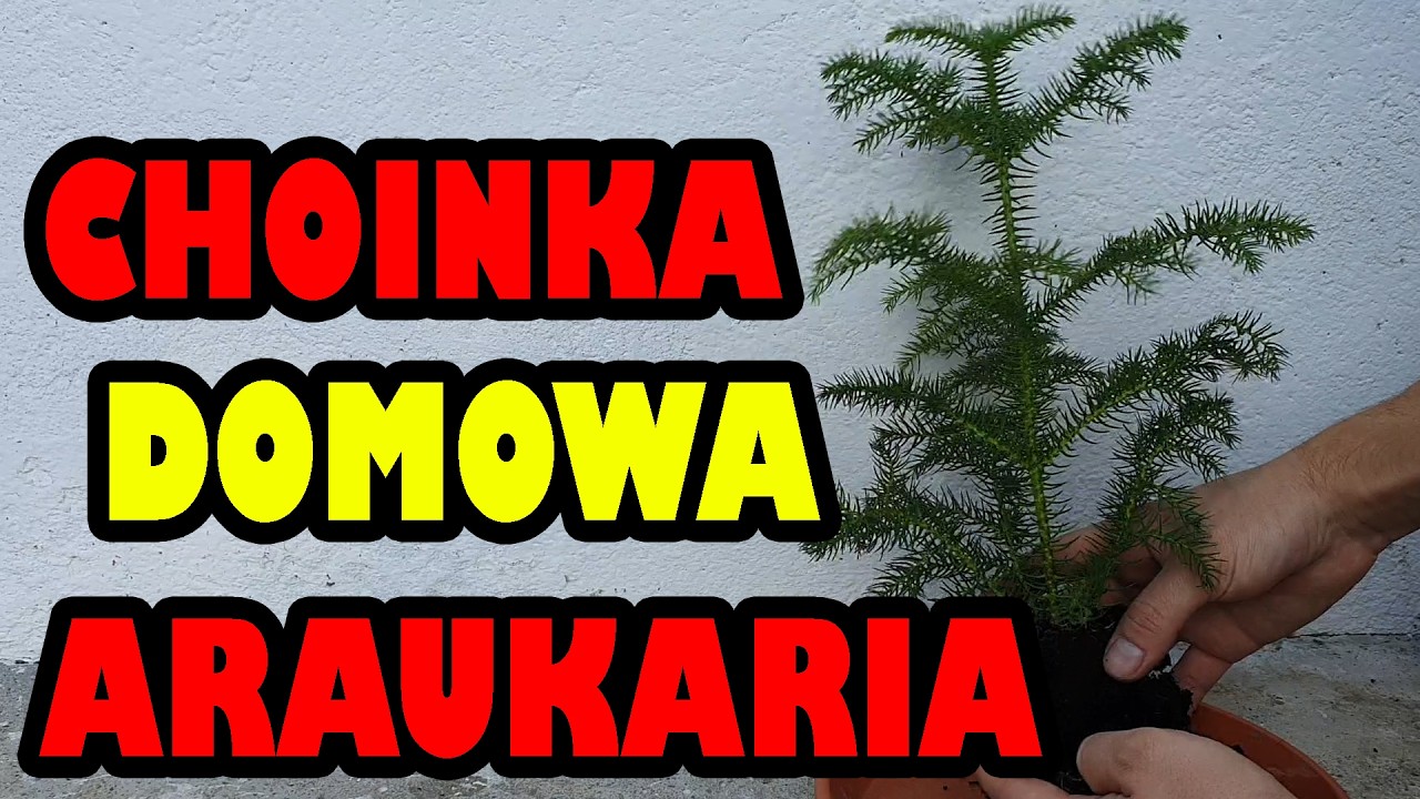 Araukaria wyniosła - choinka domowa