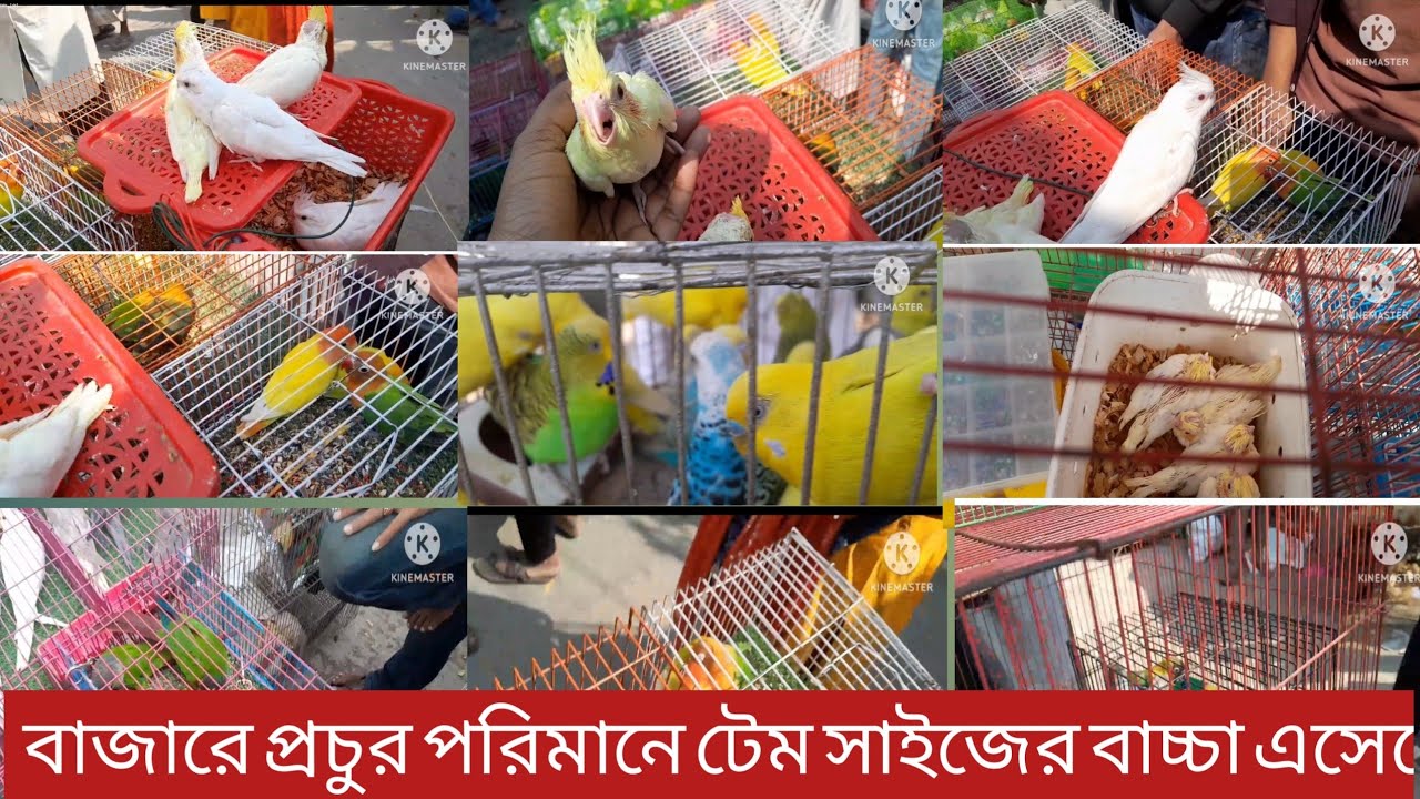 আজকের টংগী বাজারে প্রচুর পরিমানে টেম সাইজের বাচ্চা এসেছে 