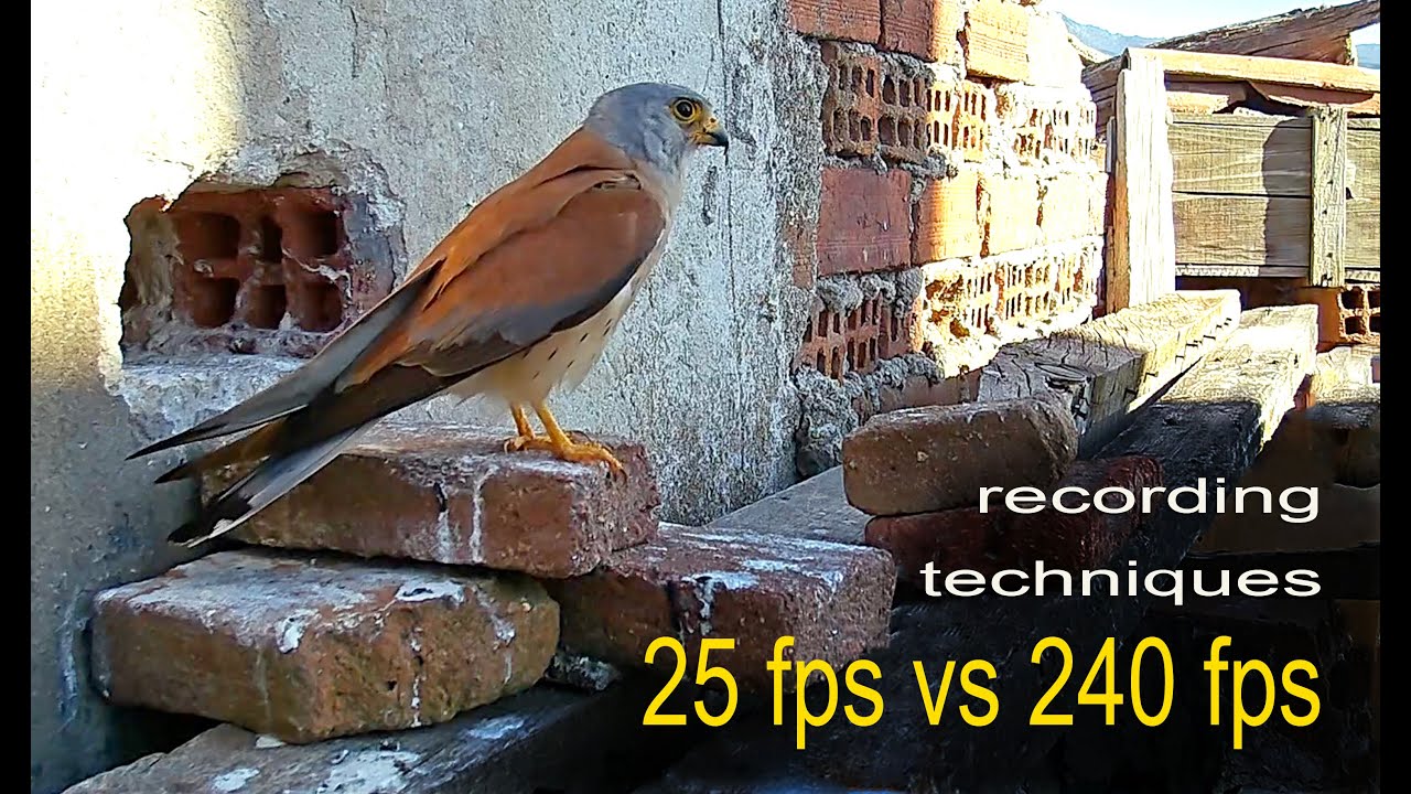 Recording Techniques: 25fps vs 240fps